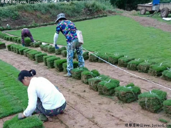 馬尼拉草坪的種植技術分享.jpg