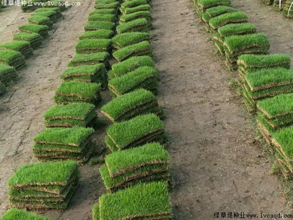 馬尼拉草坪的種植技術分享.jpg