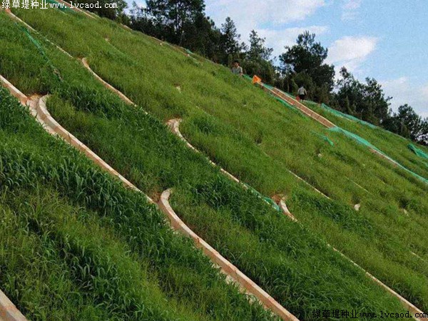 鐵路路基護坡綠化工程應用