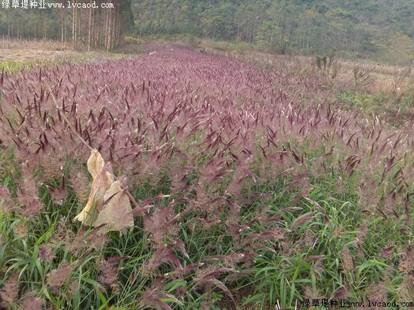 糖蜜草的花期是什么時候