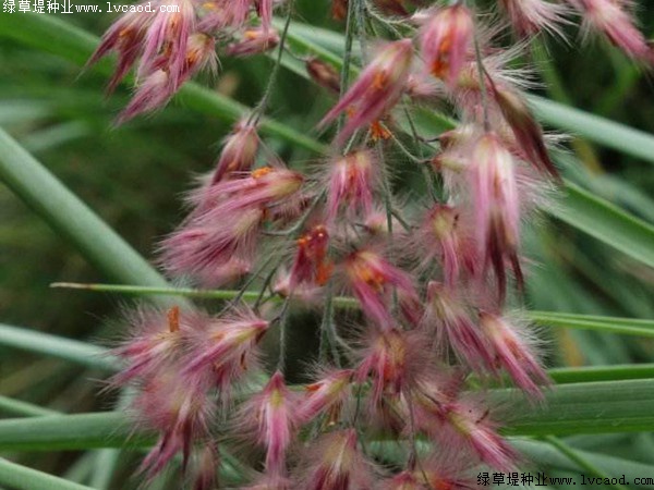 糖蜜草的花期是什么時候