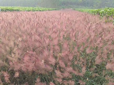 糖蜜草什么時候播種最合適