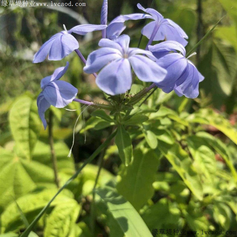 藍花亞麻