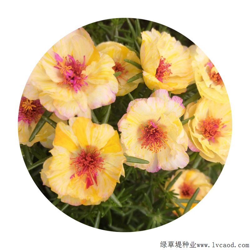 太陽(yáng)花