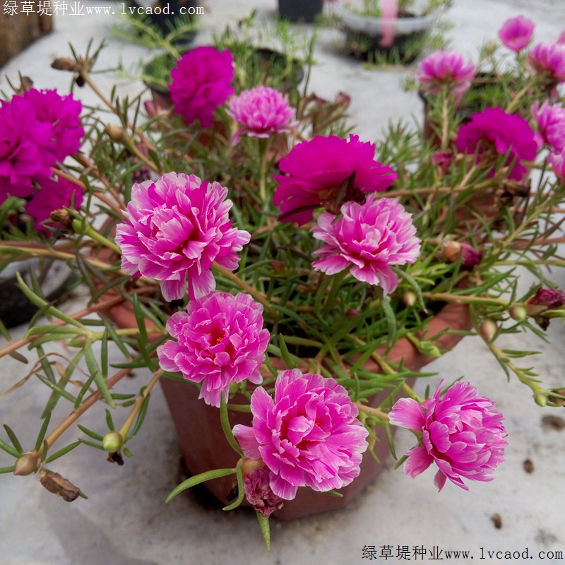 太陽(yáng)花