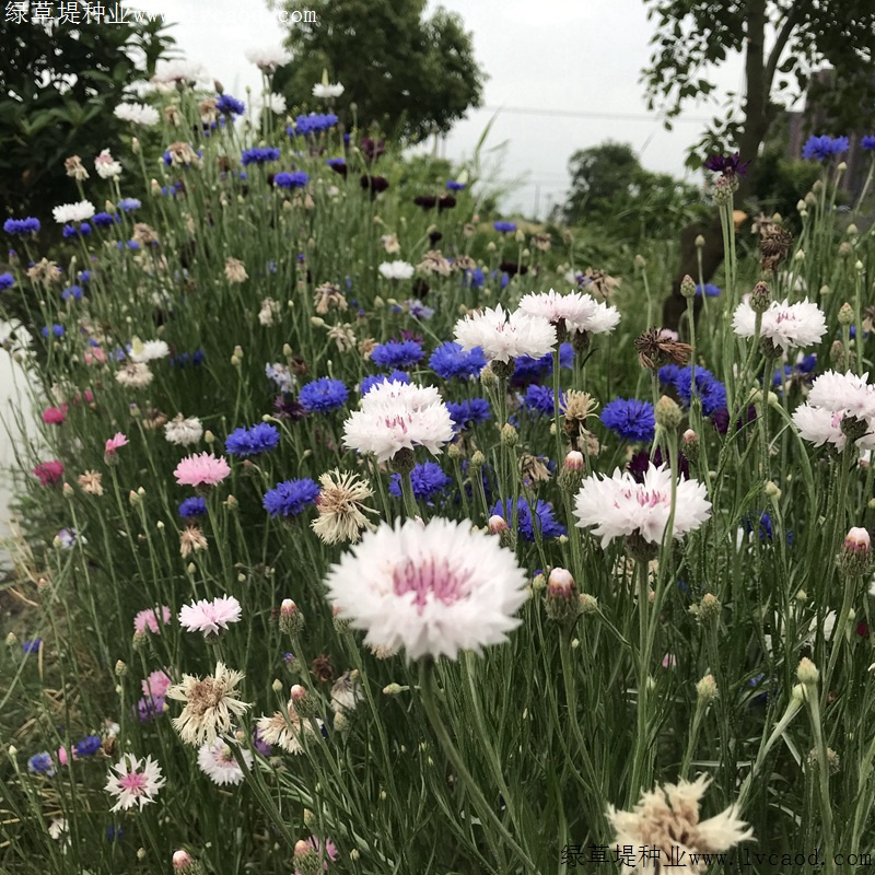 矢車菊