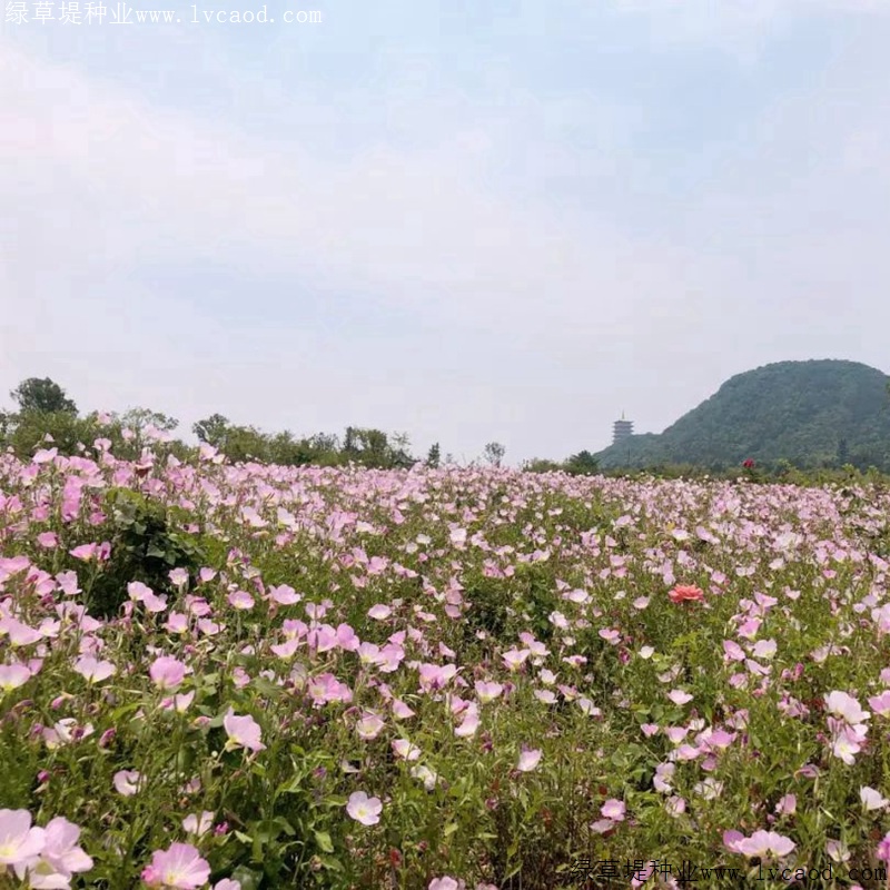 美麗月莧草