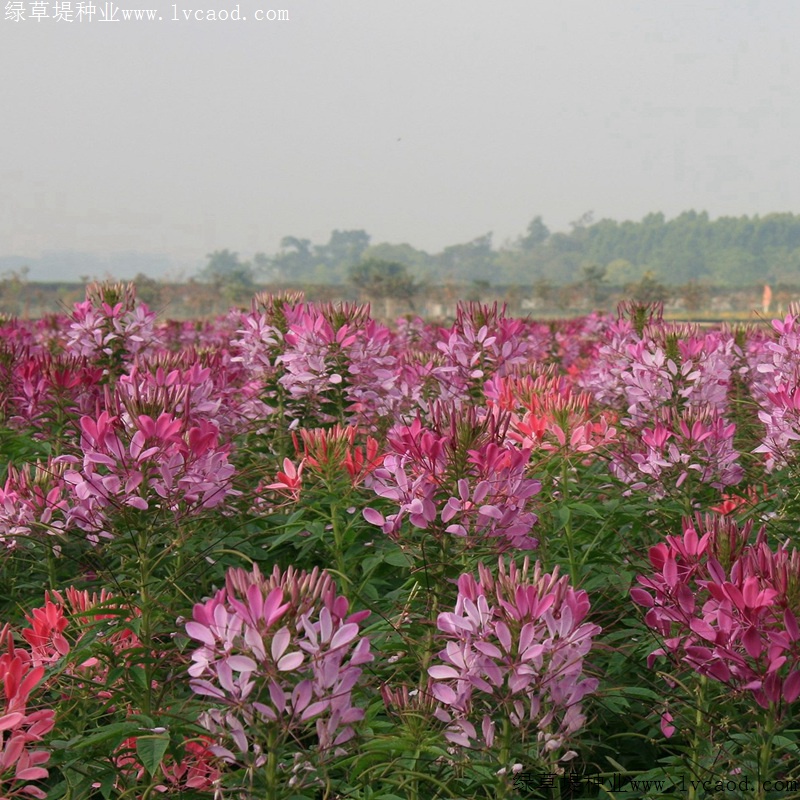 醉蝶花