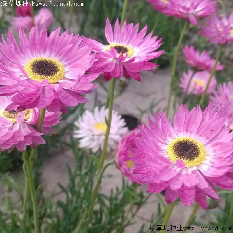 永生菊