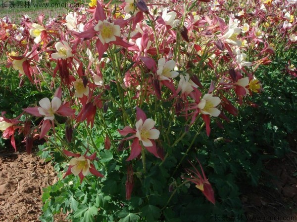 大花耬斗菜種子發芽出苗開花圖片