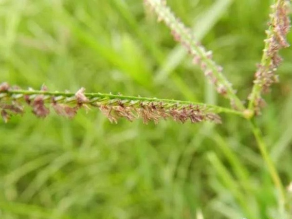 狗牙根草坪——生命力頑強的草坪品種