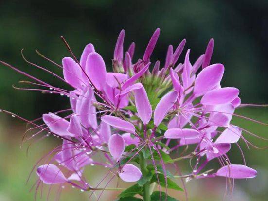 公園常見的花有哪些？