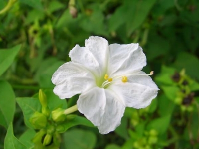 紫茉莉——一種花期長，易栽培，色彩鮮艷的花。