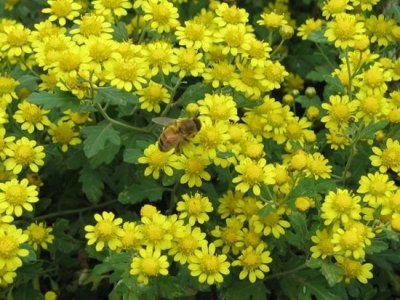 野菊花的種植/田間管理與注意事項(xiàng)