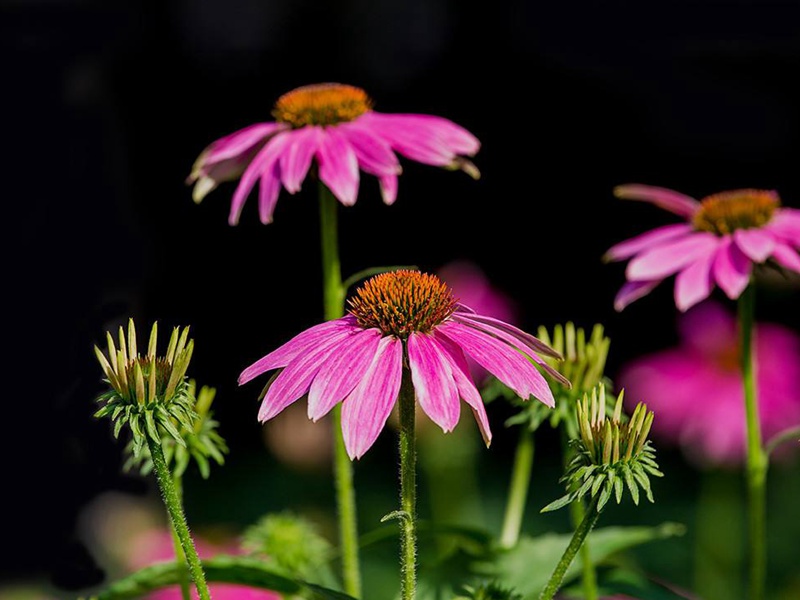 紫松果菊