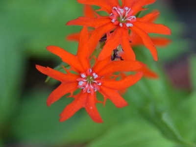 剪秋羅花期有多久、花朵開的時間長嗎