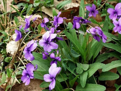 紫花地丁的花期是什么時候