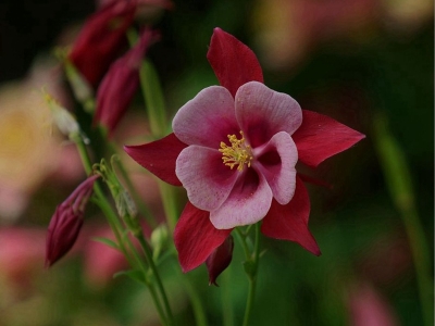 小花耬斗菜什么時候開花，花期有多長？