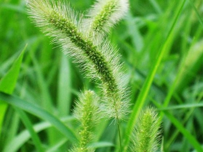 狗尾草什么時候開花，開花開多久？