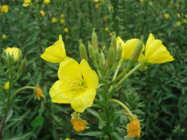 夜來香種子發芽出苗開花圖片