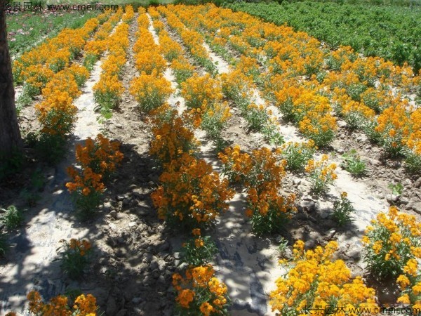 七里黃種子發芽出苗開花圖片