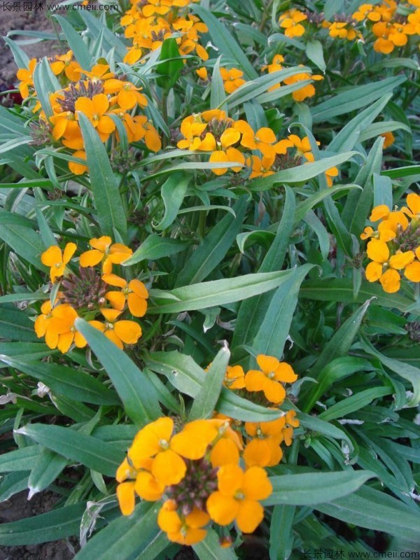 七里黃種子發芽出苗開花圖片