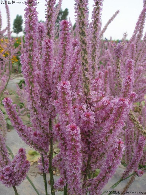 情人草種子發芽出苗開花圖片