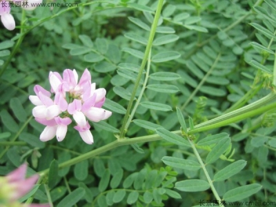 小冠花種子的種植方法，什么時候播種？