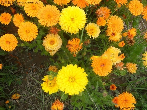 黃金菊種子發(fā)芽出苗開(kāi)花圖片