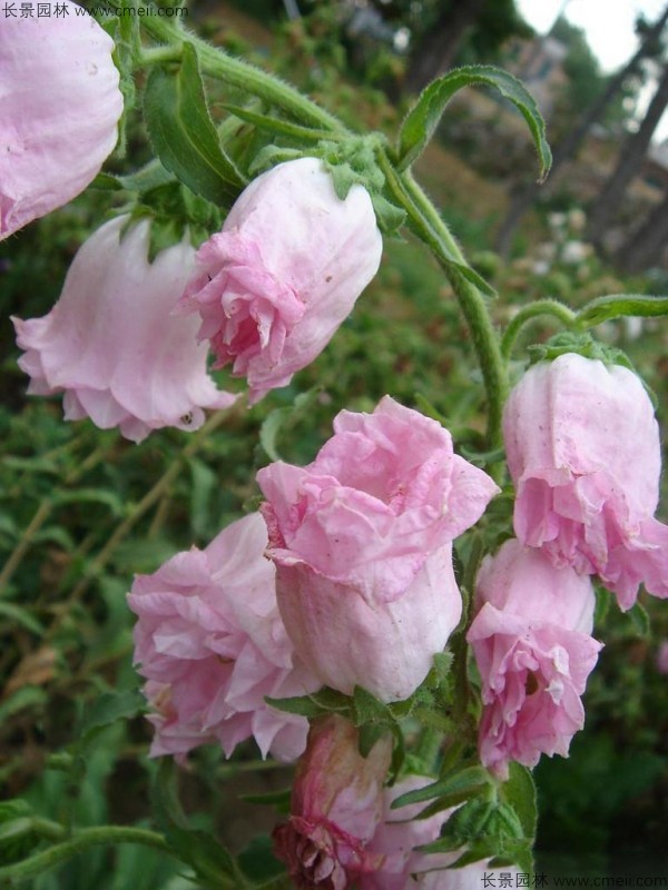 風鈴花種子發(fā)芽出苗開花圖片