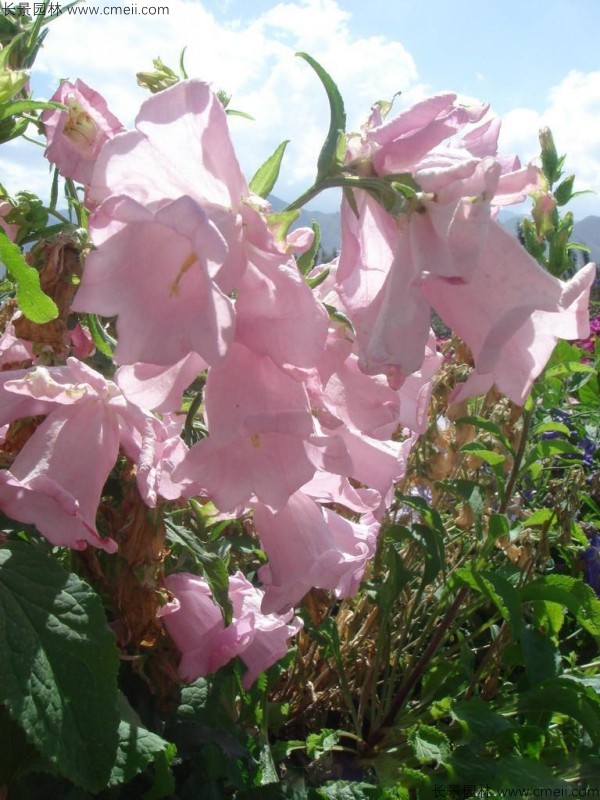 風鈴花種子發芽出苗開花圖片