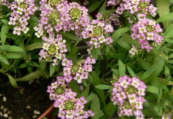 香雪球種子發(fā)芽出苗開花圖片