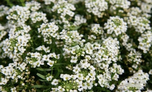 香雪球種子發(fā)芽出苗開花圖片