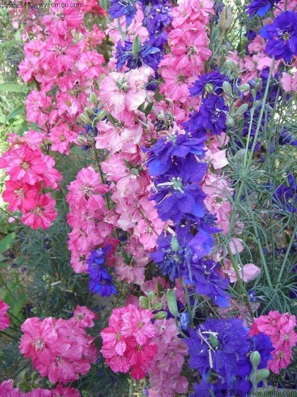 飛燕草種子發芽出苗開花圖片