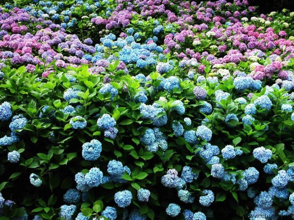 繡球花種子發芽出苗開花圖片