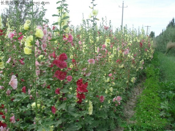 蜀葵開花圖片