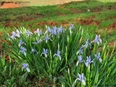 馬蘭花怎么養(yǎng)，馬蘭花的養(yǎng)殖方法