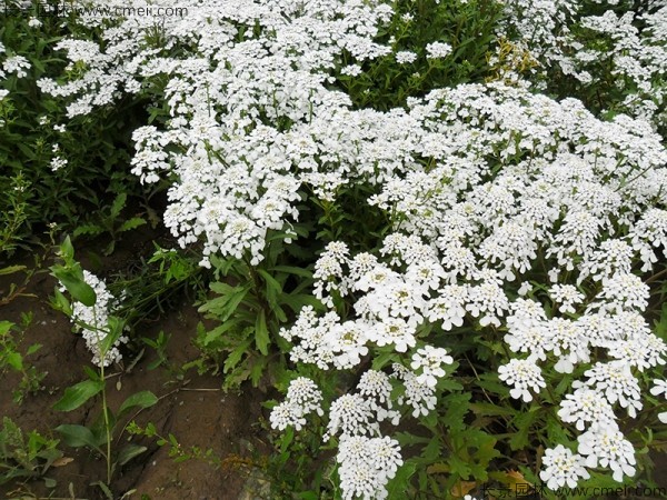 蜂室花種子發芽出苗開花圖片