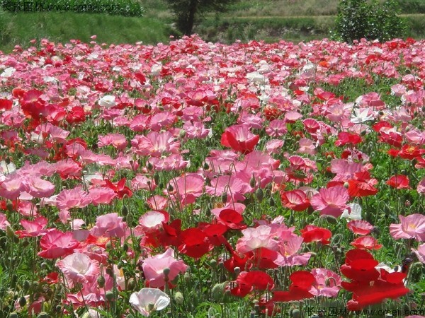 虞美人開花圖片花海