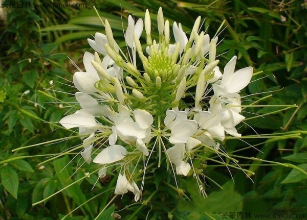 醉蝶花種子發芽出苗開花圖片