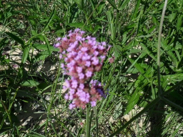 馬鞭草種子發芽出苗開花圖片