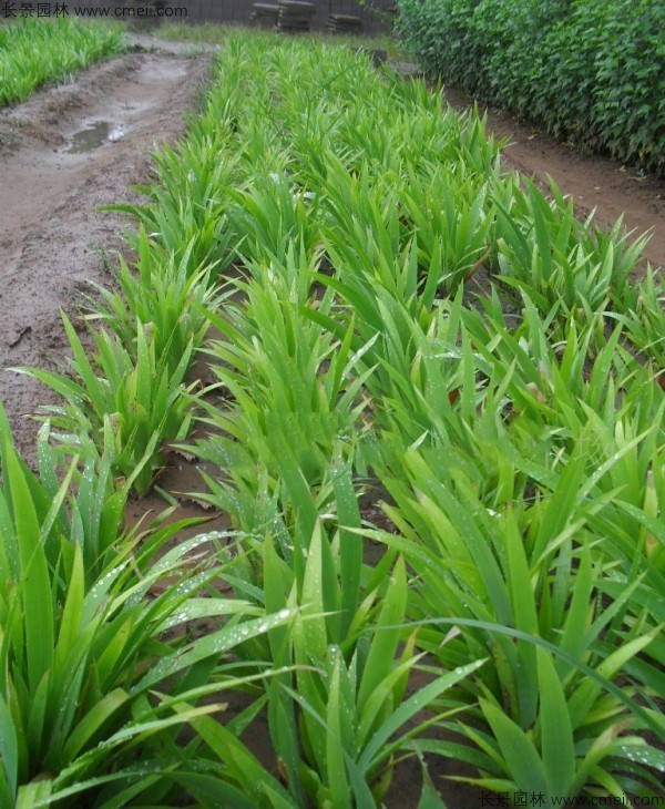 藍花鳶尾種子發芽出苗開花圖片