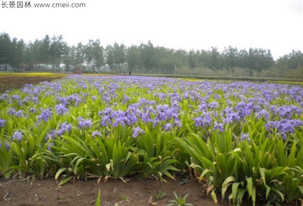 藍花鳶尾種子發(fā)芽出苗開花圖片