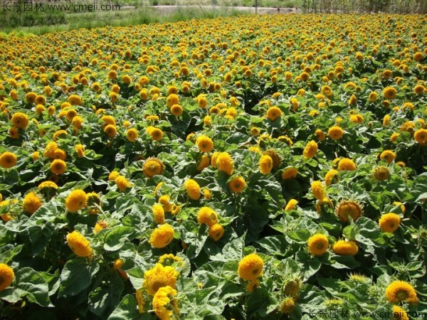 觀賞向日葵種子發(fā)芽出苗開花圖片