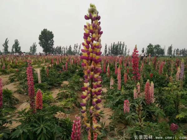 魯冰花種子發(fā)芽出苗開(kāi)花圖片