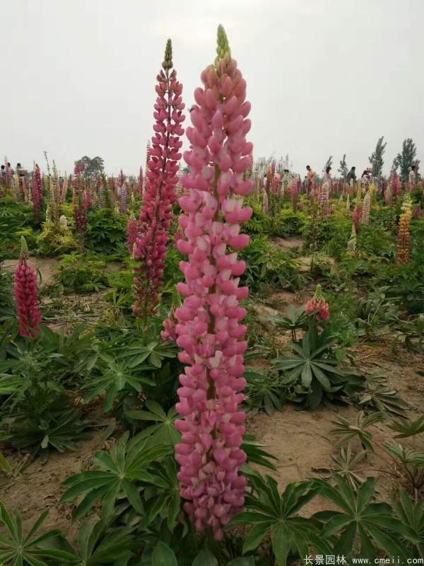 魯冰花種子發(fā)芽出苗開(kāi)花圖片