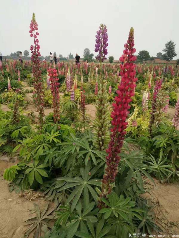 魯冰花種子發(fā)芽出苗開(kāi)花圖片