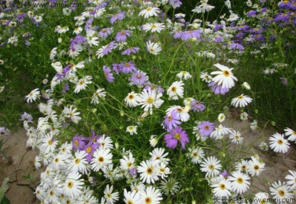 五色菊種子發芽出苗開花圖片