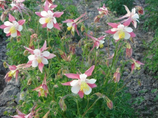 大花耬斗菜種子發芽出苗開花圖片