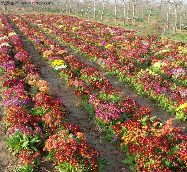 歐洲報春種子發芽出苗開花圖片